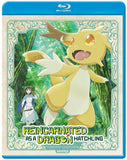 Reincarnated as a Dragon Hatchling : Season 1 (US Import BLU-RAY) Release Date October 20/26