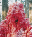 Shari (US Import Limited Edition Slipcover BLU-RAY)