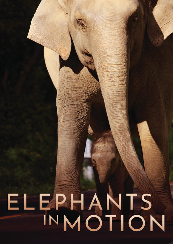 Elephants In Motion (DVD) Pre-Order March 5/24 Release Date April 9/24