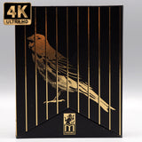 Naked Came The Stranger (US Import Limited Edition Slipcase 4K UHD/BLU-RAY Combo)