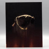 Rounding (US Import Limited Edition Slipcover BLU-RAY)